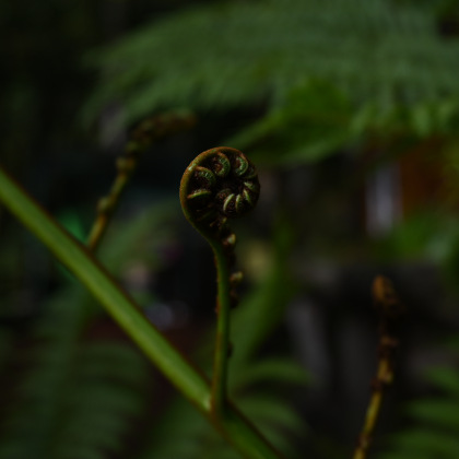 DSC 0172 v6