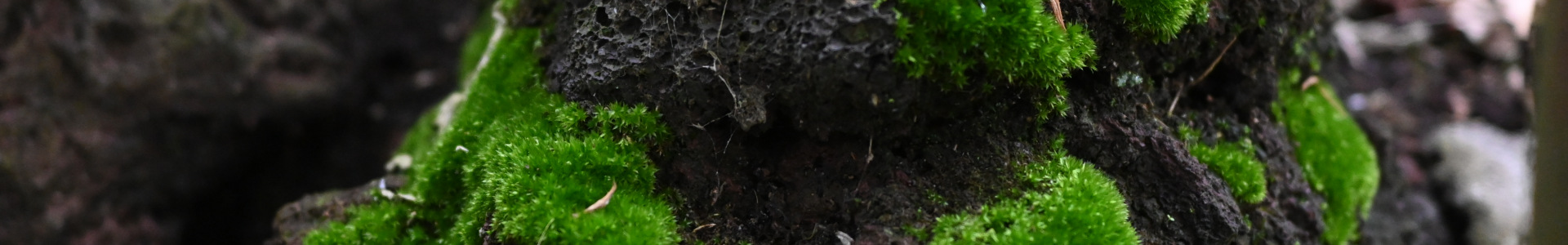 DSC 0337 v2