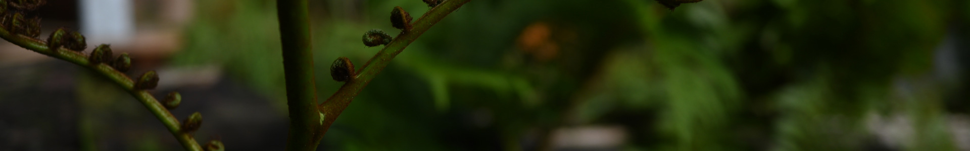 DSC 0173 v2