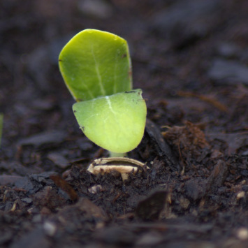 new life v5