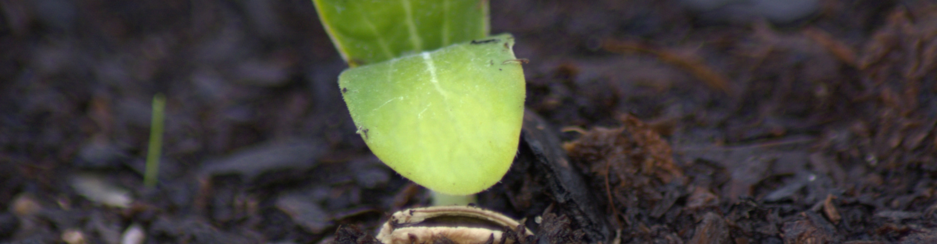 new life